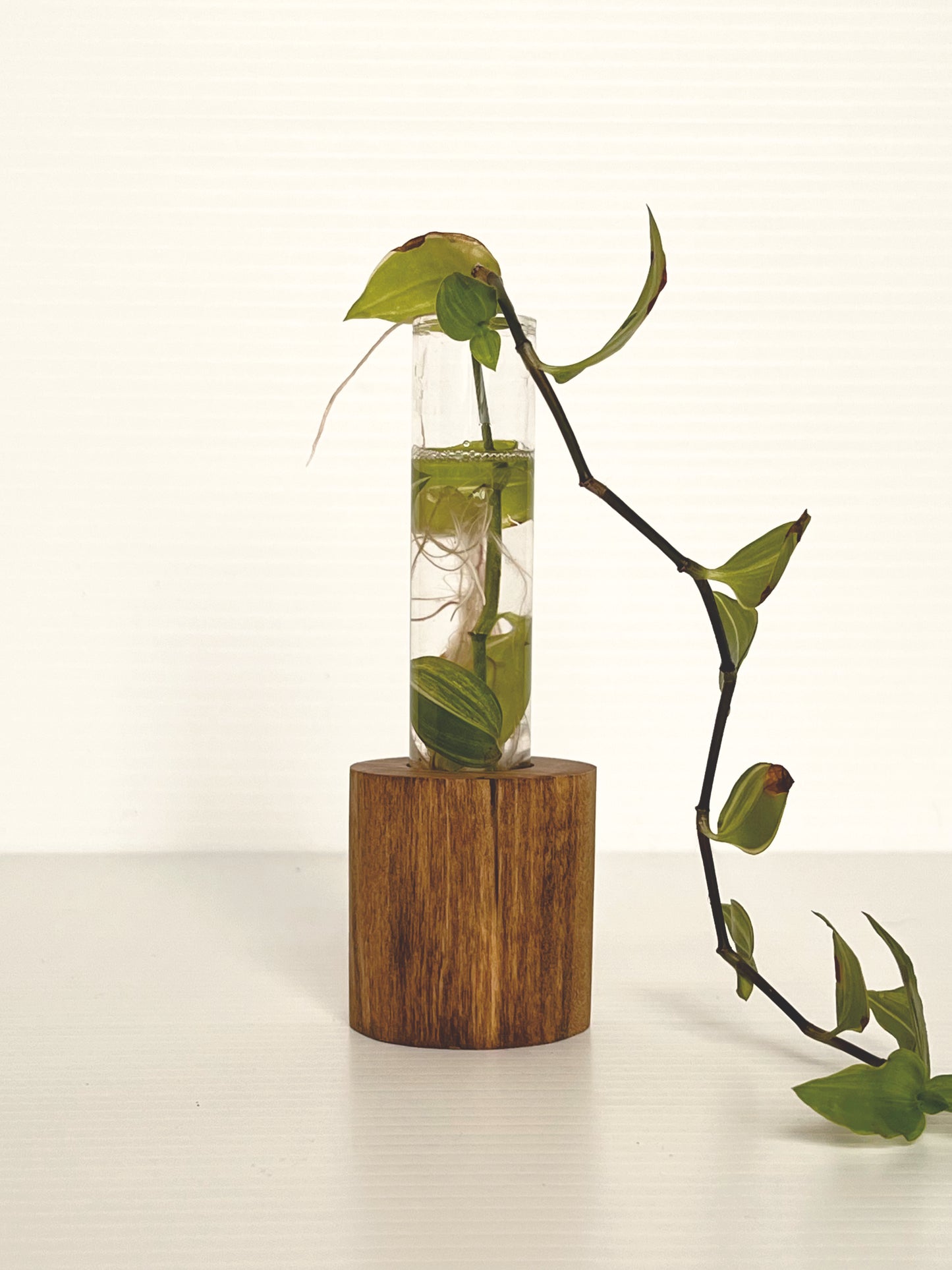 Test Tube Vase, Propagation Vase